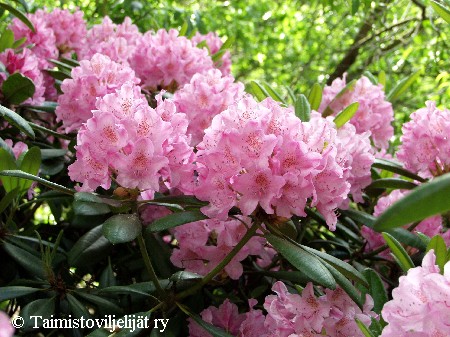 Rhododendron Tigerstedtii-ryhm&auml;'Helsinki University'